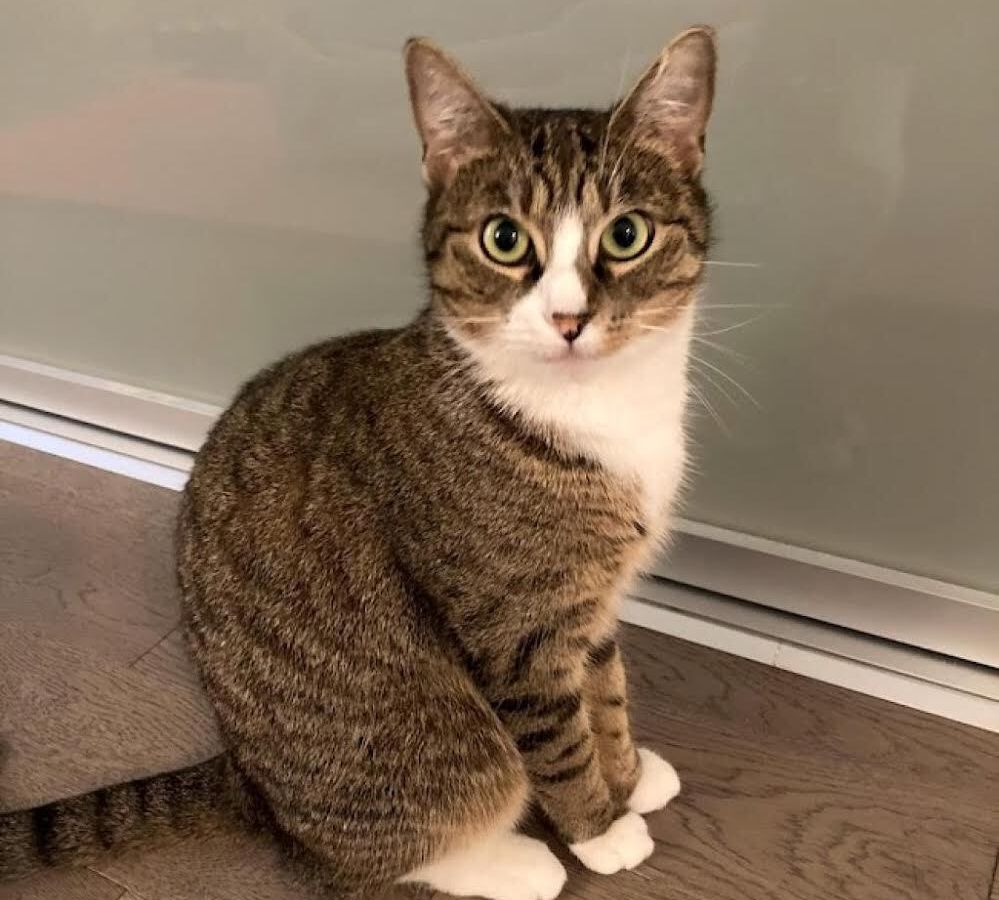 Cat 4