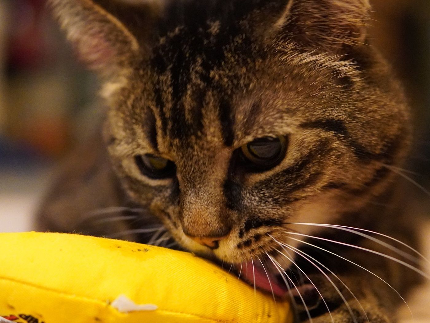 Cat 5