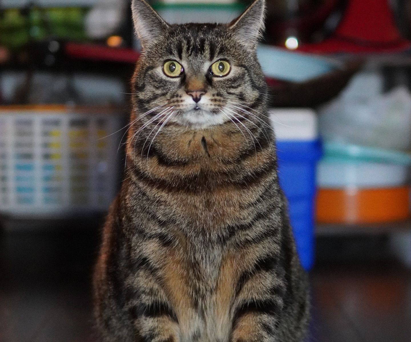 Cat 6