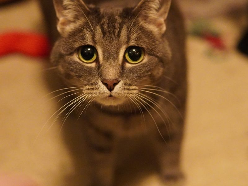Cat 1