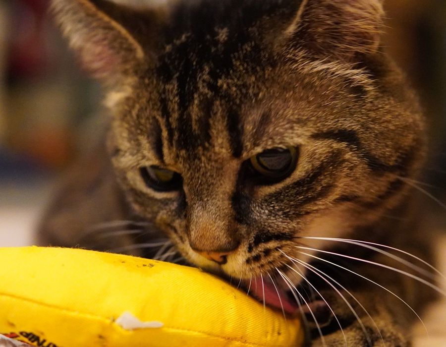Cat 2
